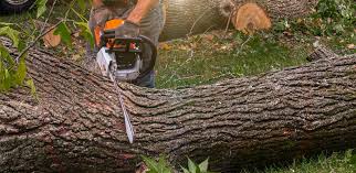 Best Tree Disease Treatment  in Memphis, FL