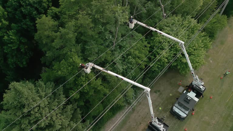 Best Emergency Tree Removal  in Memphis, FL