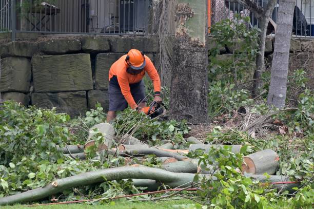 Best Tree Removal  in Memphis, FL